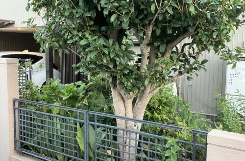 造園　ビフォー